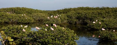 Rosette Spoonbill Wide View.jpg