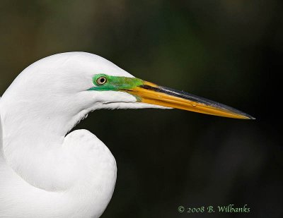 Great Egret.jpg