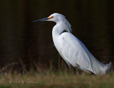 Snowy Egret Revised.jpg