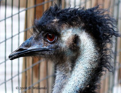 Emu Ugly.jpg