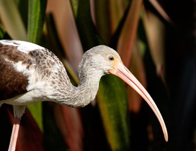 Juvie Ibis