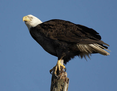 Eagle126.jpg