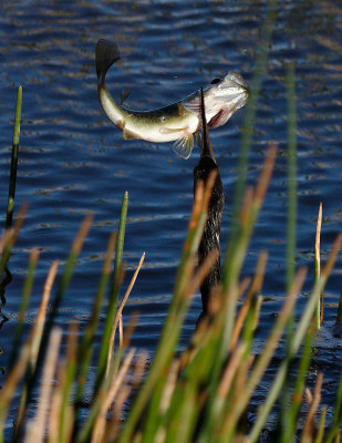 Anhinga With Bass.jpg