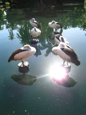 Pelicans in Formation at Perth Zoo