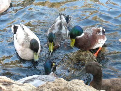 Feeding the Ducks at Pinjarra