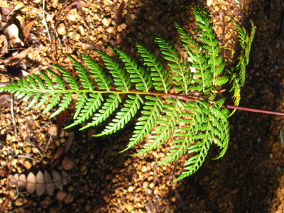 Dwellingup