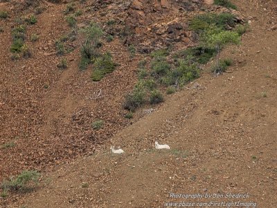 Dall Sheep