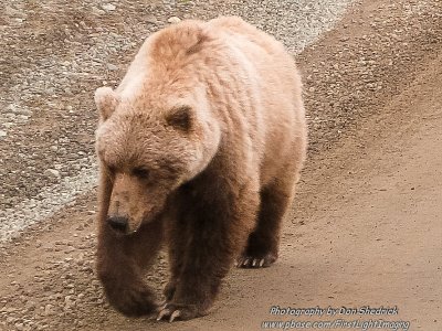 Grizzly Bear