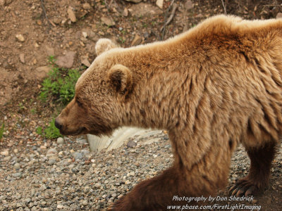 Grizzly Bear