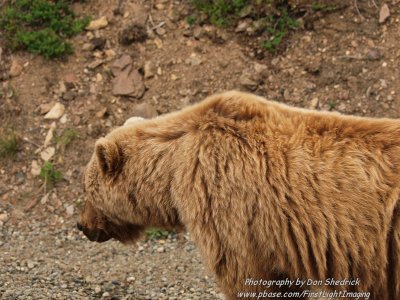 Grizzly Bear