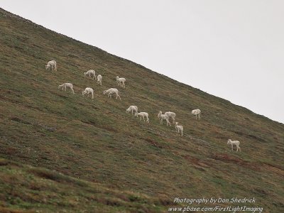 Dall Sheep