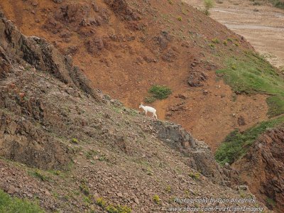 Dall Sheep