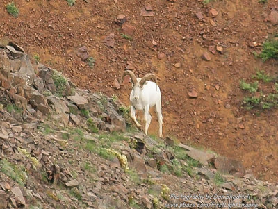 Dall Sheep
