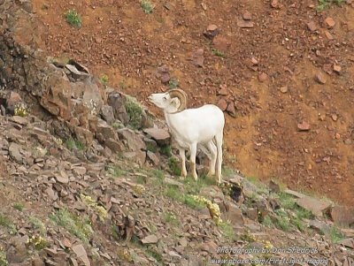 Dall Sheep