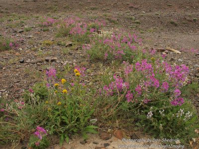 Wild Sweet Pea & Northern Goldenrod