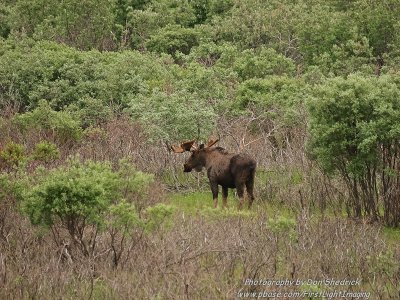 Bull Moose