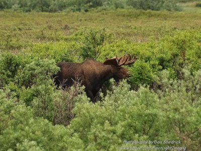 Bull Moose