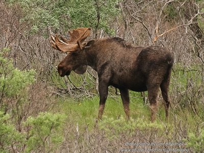 Bull Moose