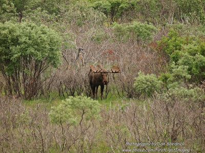 Bull Moose