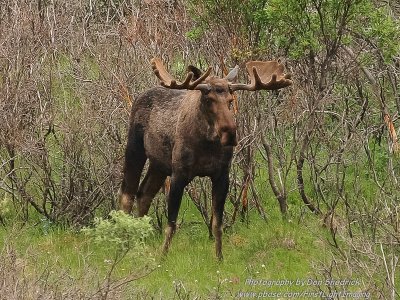 Bull Moose