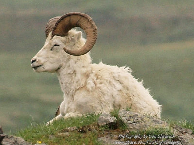 Dall Sheep