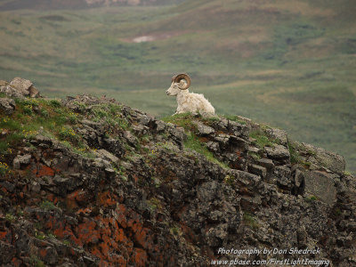 Dall Sheep