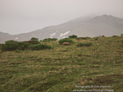 Grizzly Bear