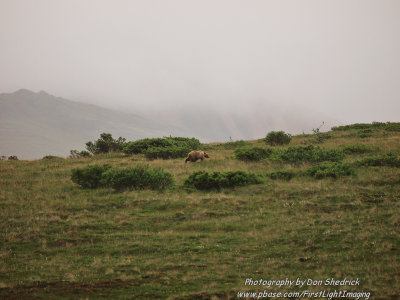 Grizzly Bear