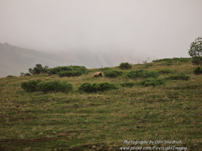 Grizzly Bear