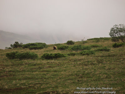 Grizzly Bear