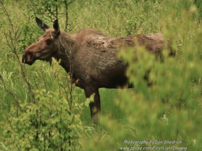 Moose Cow