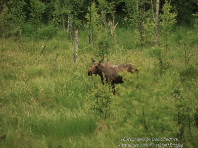 Moose Cow
