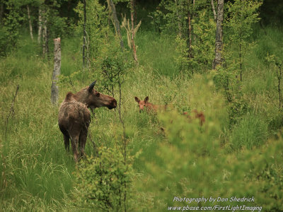 Moose Cow and Calves