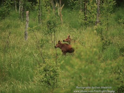 Moose Calves