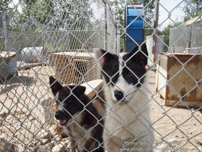 Happy Trails Kennel Puppies