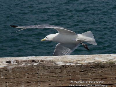 Sea Gull