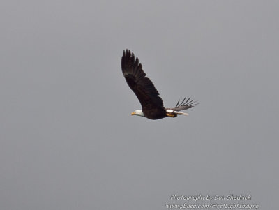Bald Eagle Carrying Fish