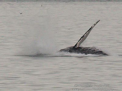 Humpback Whale Pectoral Fin