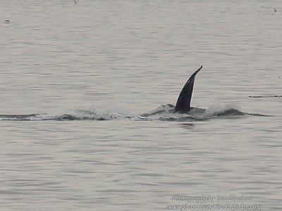 Humpback Whale