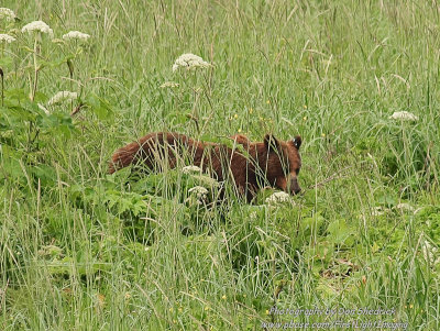 Brown Bear