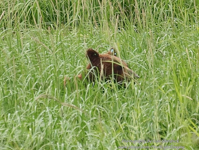 Brown Bear