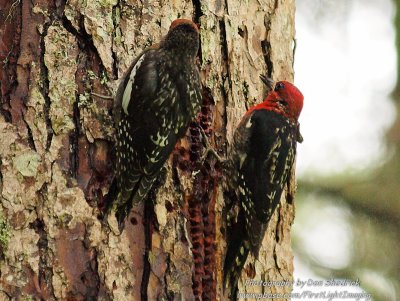 Red-breasted Sapsucker