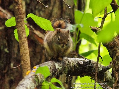 Red Squirrel