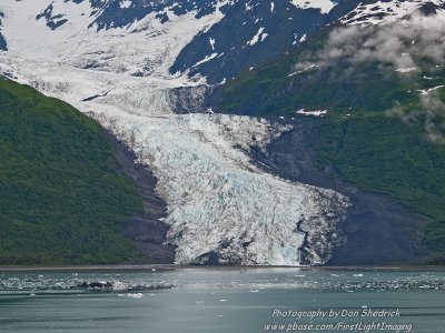 Crusing College Fjord Wellesley Glacier