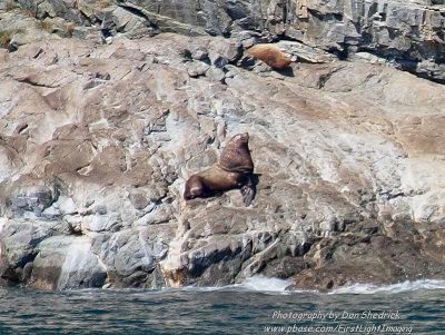 Stellar Sea Lion Bull