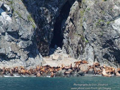 Stellar Sea Lion Colony