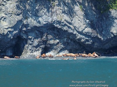 Stellar Sea Lion Colony