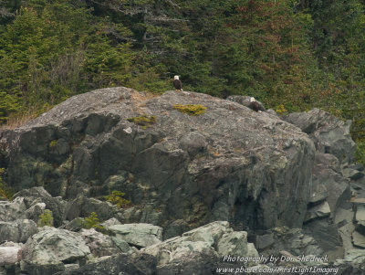 A pair of Bald Eagles on the shore