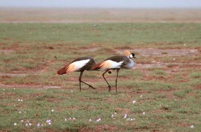 amboseli egyptian cranes