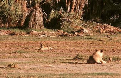 amboseli lion cub